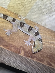 Hemidactylus coalescens