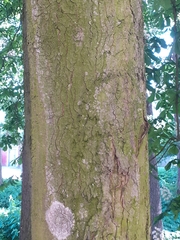 Aesculus hippocastanum