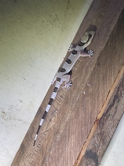 Hemidactylus coalescens