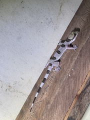 Hemidactylus coalescens