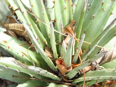 Hechtia pringlei