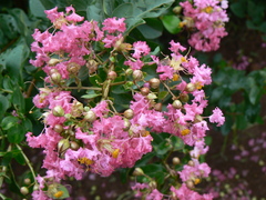 Lagerstroemia indica