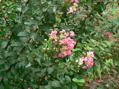 Lagerstroemia indica