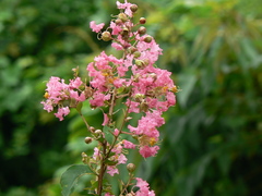 Lagerstroemia indica