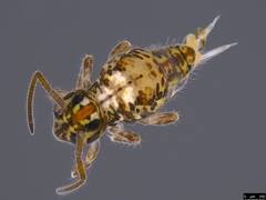 Sminthuridae