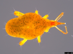 Bdelloidea