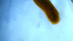 Erpobdella octoculata