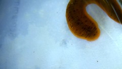 Erpobdella octoculata