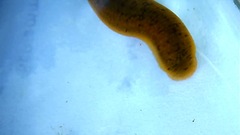 Erpobdella octoculata