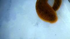 Erpobdella octoculata