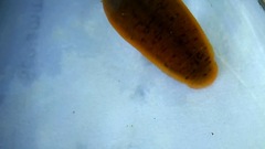 Erpobdella octoculata