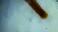 Erpobdella octoculata