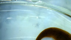 Erpobdella octoculata