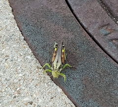 Dendrotettix quercus