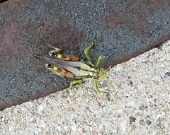 Dendrotettix quercus