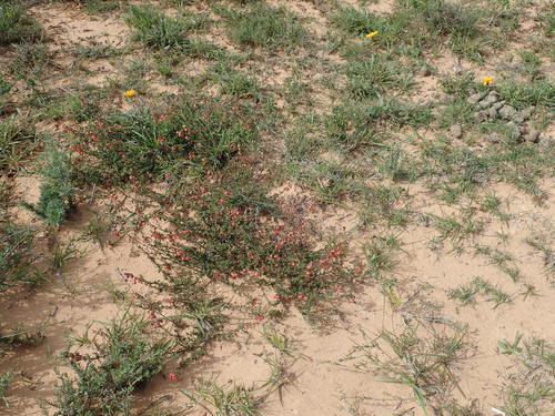 Image of Hermannia flammea by no rights reserved