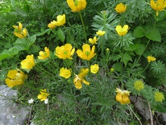 Ranunculus carinthiacus