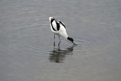 Recurvirostra avosetta