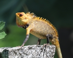 Eastern Garden Lizard photo 4
