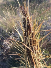 Aciphylla subflabellata