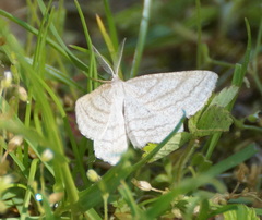 Perconia strigillaria