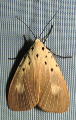 Asota iodamia
