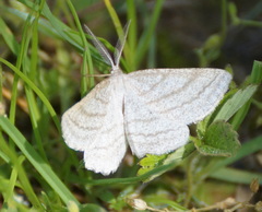 Perconia strigillaria