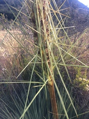 Aciphylla subflabellata
