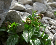 Valeriana elongata