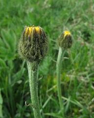 Crepis pontana
