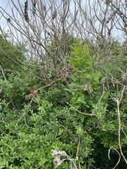 Erythrina herbacea