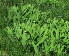 Allium victorialis