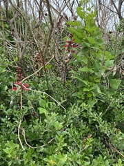 Erythrina herbacea