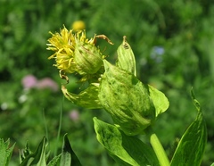 Gentiana lutea vardjanii