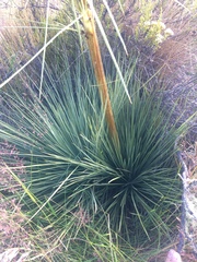 Aciphylla subflabellata