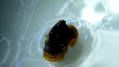Ancylus fluviatilis