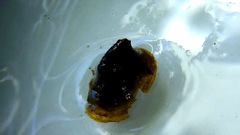 Ancylus fluviatilis
