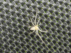 Micrommata virescens