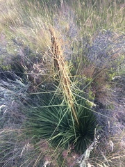 Aciphylla subflabellata