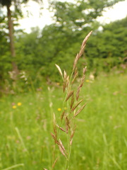 Bromus erectus