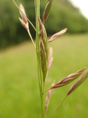 Bromus erectus