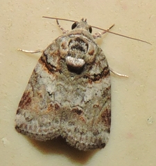 Garella vallata