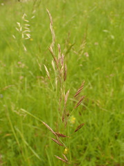 Bromus erectus