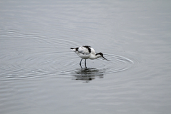 Recurvirostra avosetta