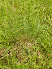 Festuca rupicola