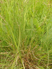 Festuca rupicola