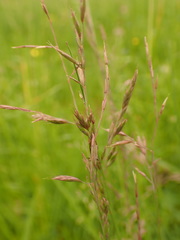 Festuca rupicola