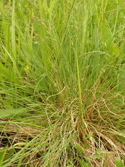 Festuca rupicola
