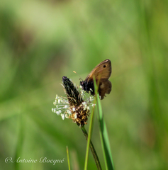 Coenonympha pamphilus