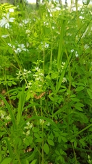 Ceratocapnos claviculata